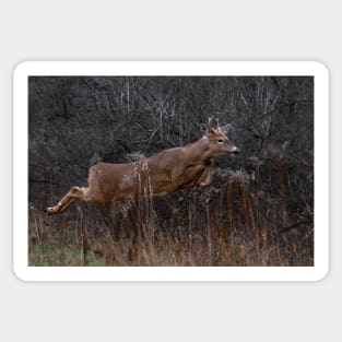 Into the Woods - White-tailed Deer Sticker